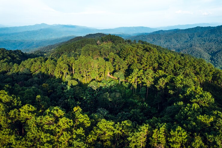 Lush green forest showing healthy ecosystem