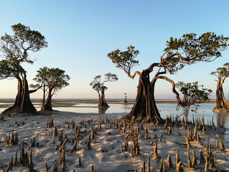 EcoVoice mangrove restoration project in coastal Nigeria