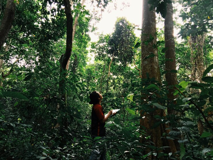 EcoVoice biodiversity protection in rainforest area